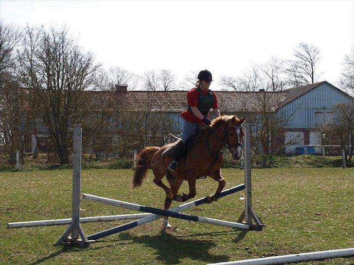 Welsh Cob (sec D) jacco - skal jeg eller skal jeg ikke  billede 10