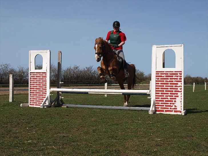 Welsh Cob (sec D) jacco - let som ingen ting  billede 11