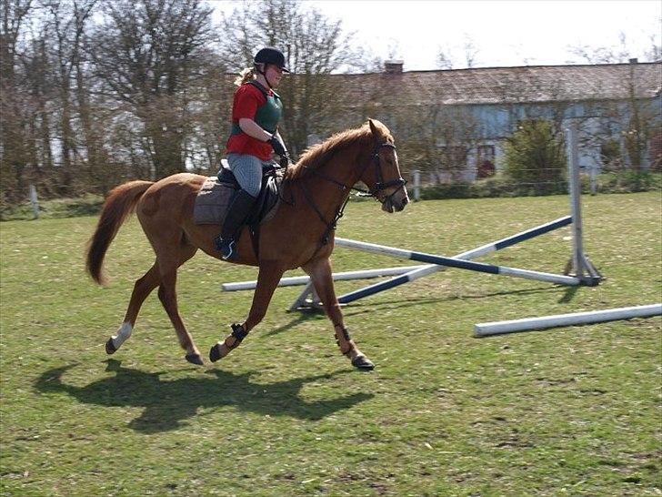 Welsh Cob (sec D) jacco - opvarmning inden spring  billede 13