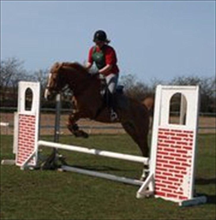 Welsh Cob (sec D) jacco - sjovt ikke billede 14