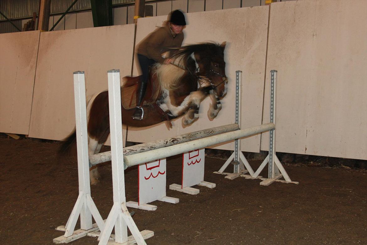 Irish Cob Dancer *Min pige<3* - <3 foto: maria ebsen billede 12