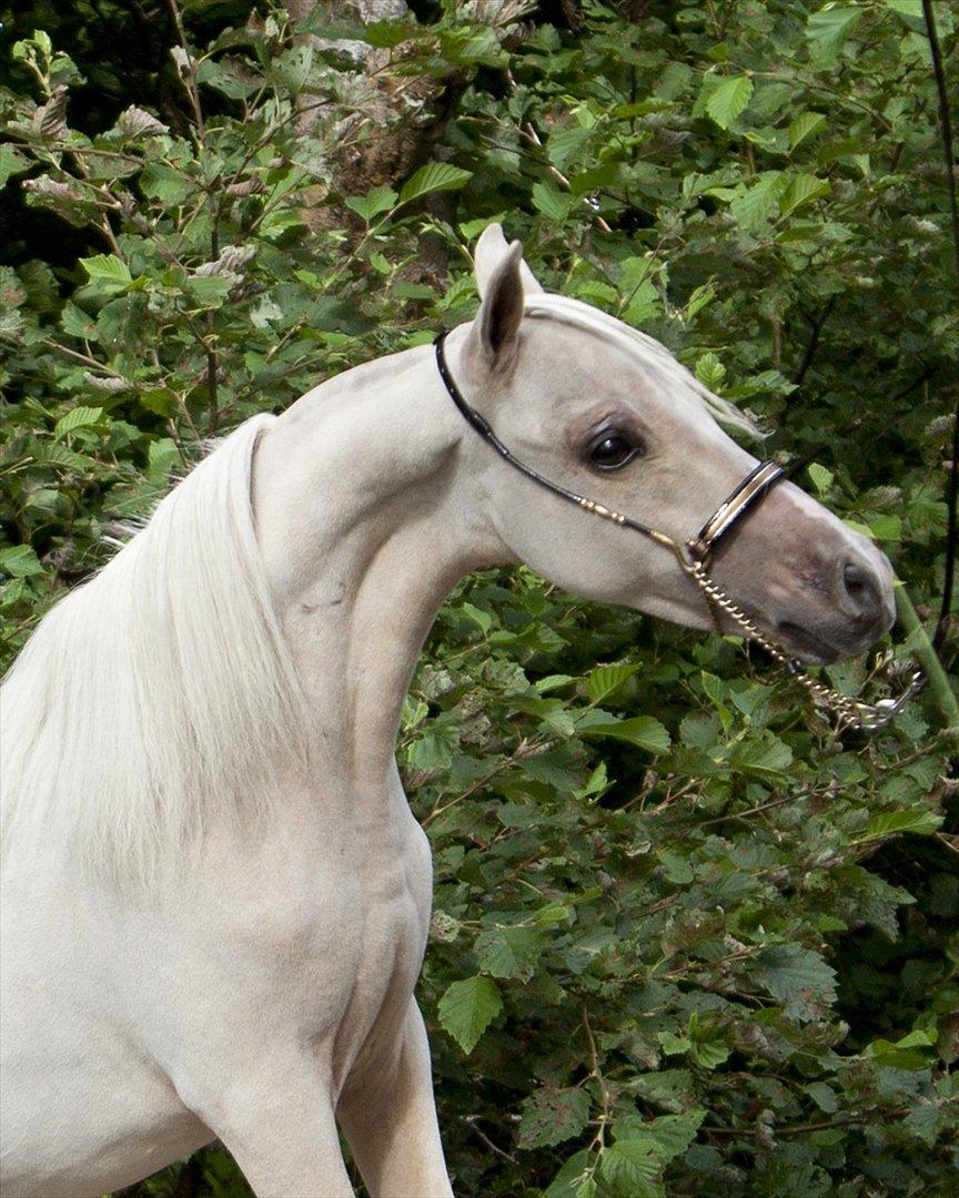 Amerikansk Miniature The Entertainer - Foto: K-pictures billede 14