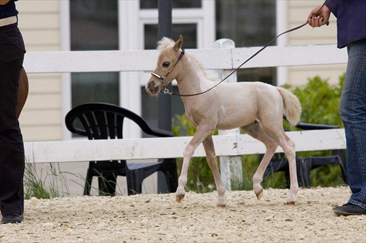 Amerikansk Miniature The Entertainer - Føllebølle til Danish Int. Open 2009.
Foto: Vinni Bruhn billede 16