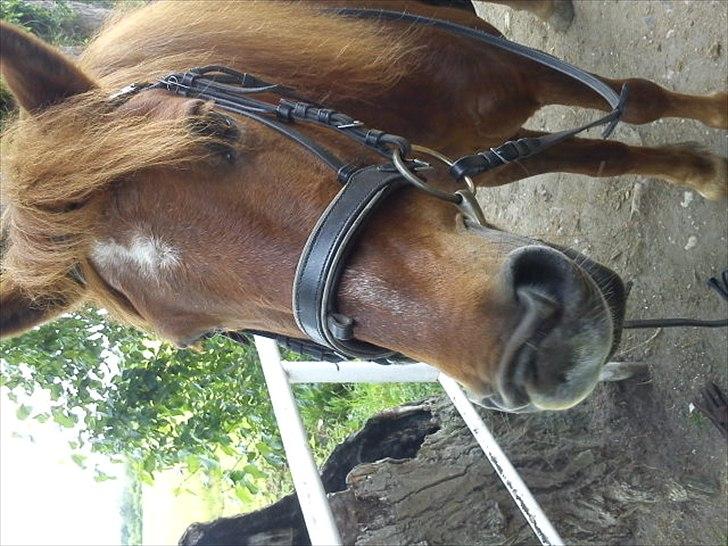 Anden særlig race Emma [Tidl. Rideskole-pony] - Undskyld det er omvendt xD billede 1