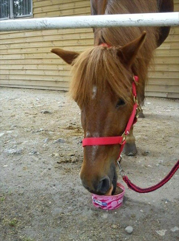 Anden særlig race Emma [Tidl. Rideskole-pony] billede 2