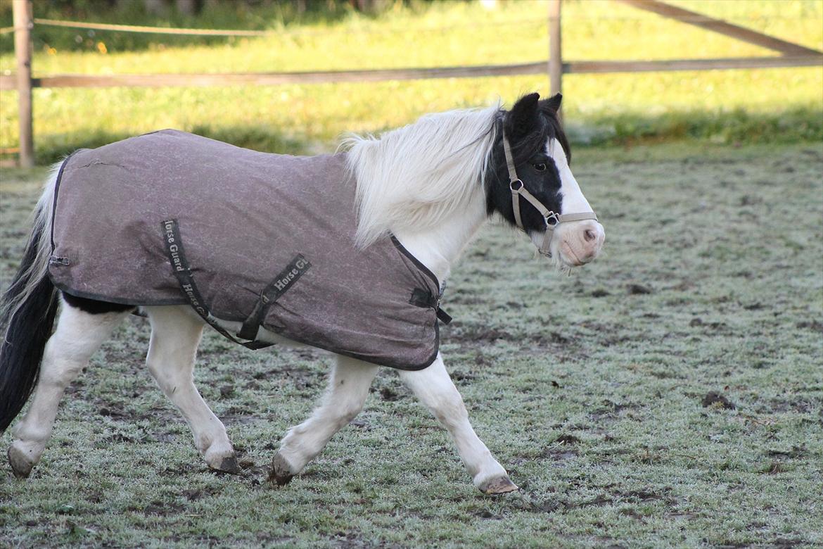 Shetlænder Daisy - Efterår 2011 
Første år hun går med dækken! :) billede 17