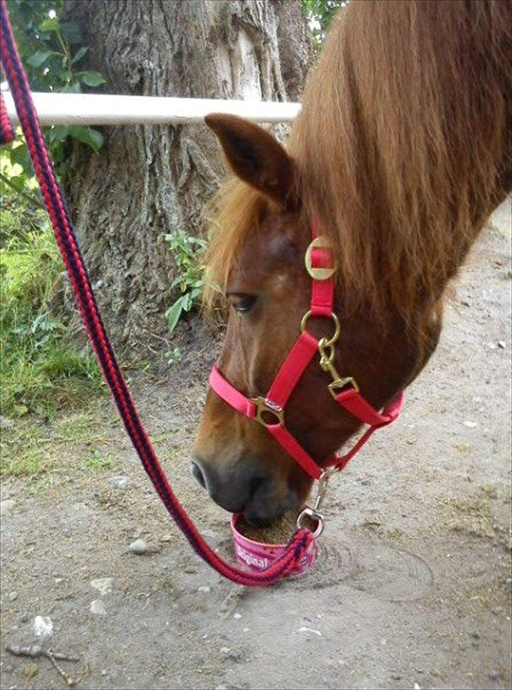 Anden særlig race Emma [Tidl. Rideskole-pony] billede 3