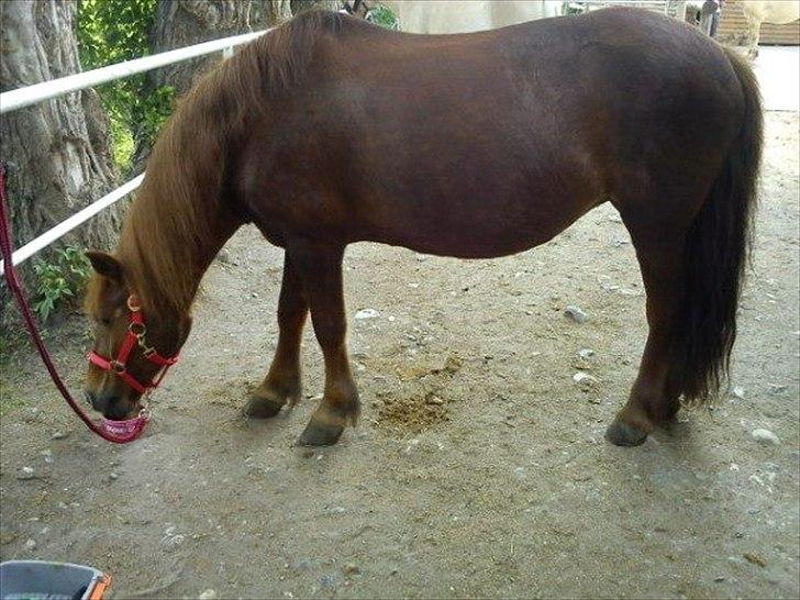 Anden særlig race Emma [Tidl. Rideskole-pony] billede 4