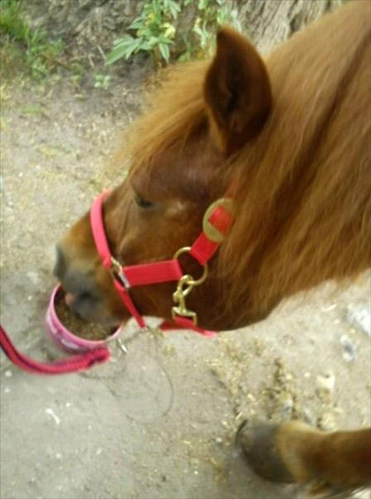 Anden særlig race Emma [Tidl. Rideskole-pony] billede 5