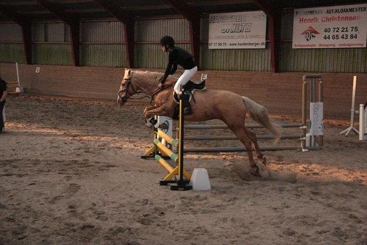 Palomino Cibelle  - springstævne billede 14