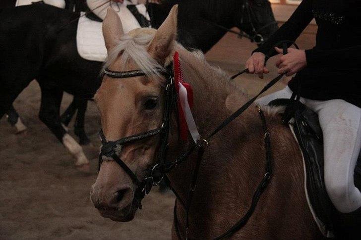 Palomino Cibelle  - springstævne  billede 17