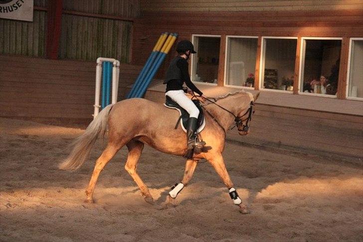 Palomino Cibelle  - springstævne  billede 18