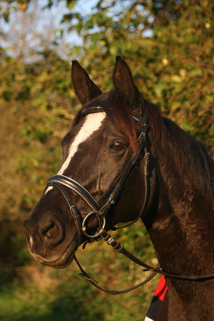 Trakehner Kantate Dyrhave (solgt)  - 13-10-2011 - dejlig efterårsdag billede 15