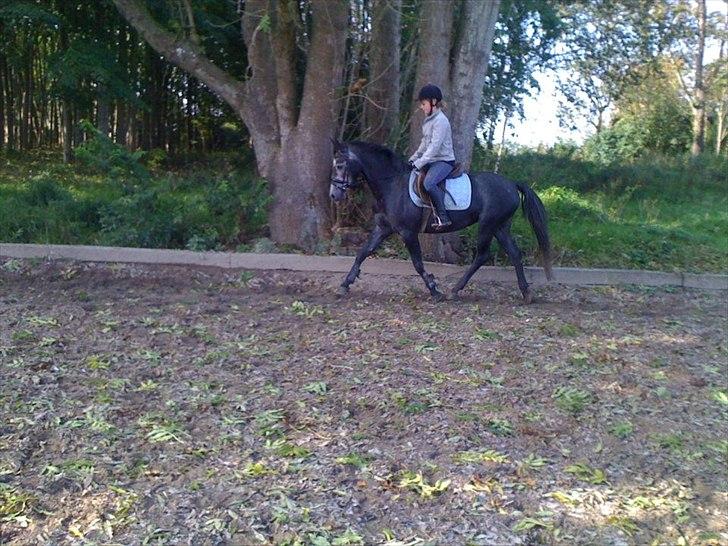 Anden særlig race La Vita A Egelykken *SOLGT*  - ved godt jeg sidder lidt foroverbøjet men vi skal lige lære hinanden at kende ... :) billede 1