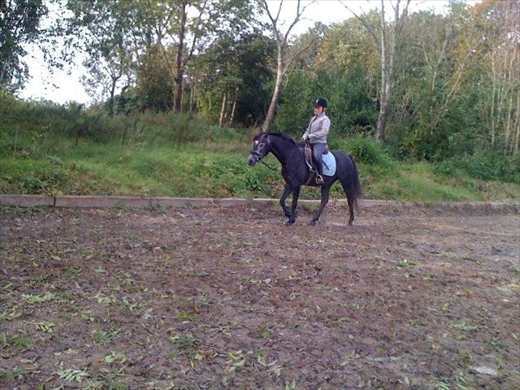 Anden særlig race La Vita A Egelykken *SOLGT*  billede 4