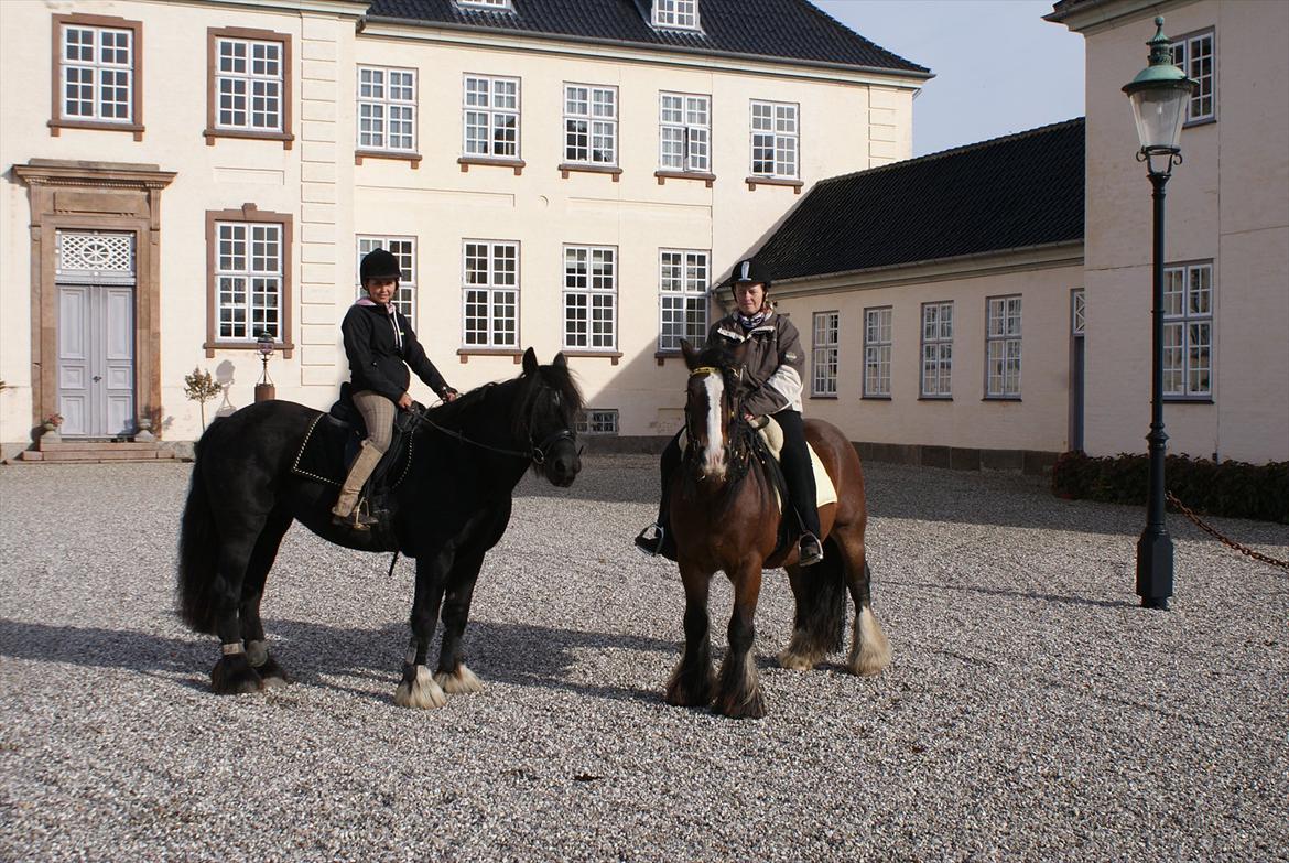 Irish Cob Duke - Rid-A-Ton på Svenstrup Gods d. 9/10-2011.  billede 11