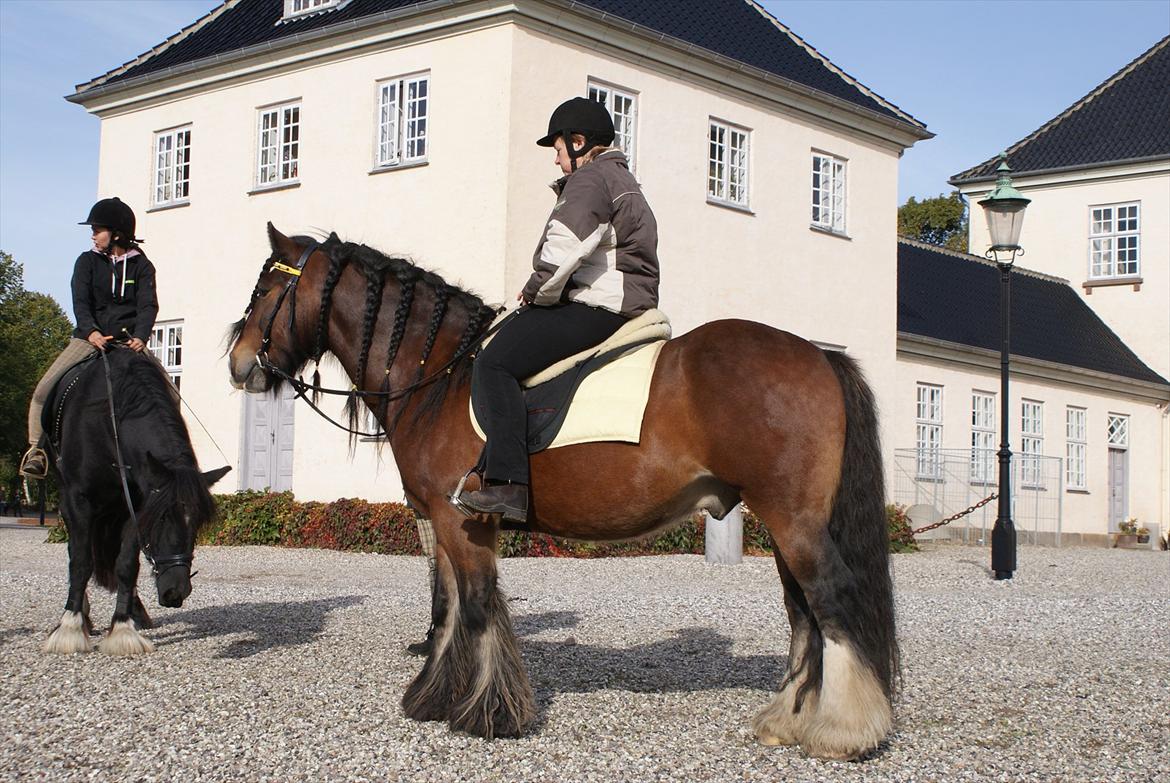 Irish Cob Duke - Rid-A-Ton på Svenstrup Gods d. 9/10-2011.  billede 12