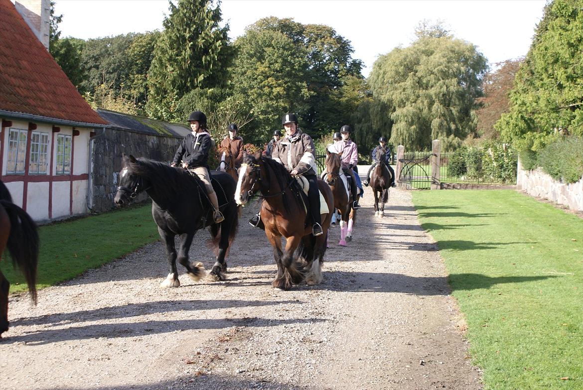 Irish Cob Duke - Rid-A-Ton på Svenstrup Gods d. 9/10-2011.  billede 13