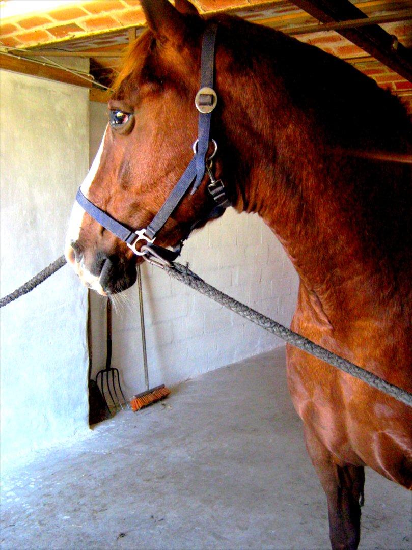 Frederiksborg Findus  billede 20