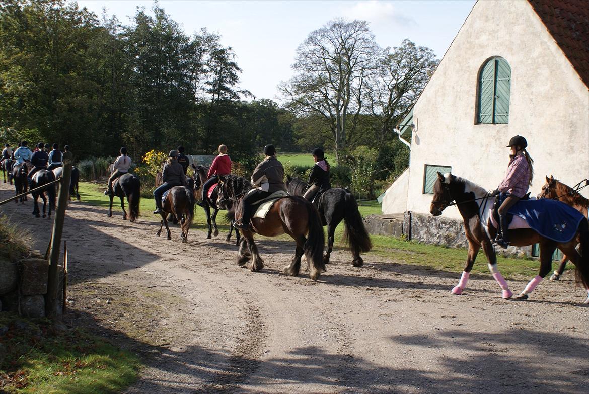 Irish Cob Duke - Rid-A-Ton på Svenstrup Gods d. 9/10-2011.  billede 14