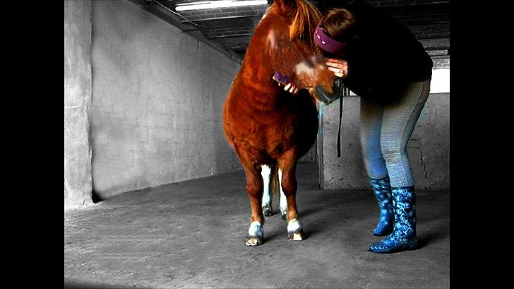 Shetlænder Fritz  billede 20