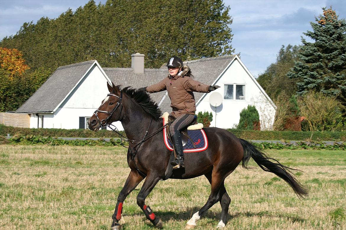 Oldenborg Rosenhavens Sindi - oktober 2011 :) første gang sindi er på stub mark! ;D du er dydtig :* jeg stoler på dig :D
 billede 11