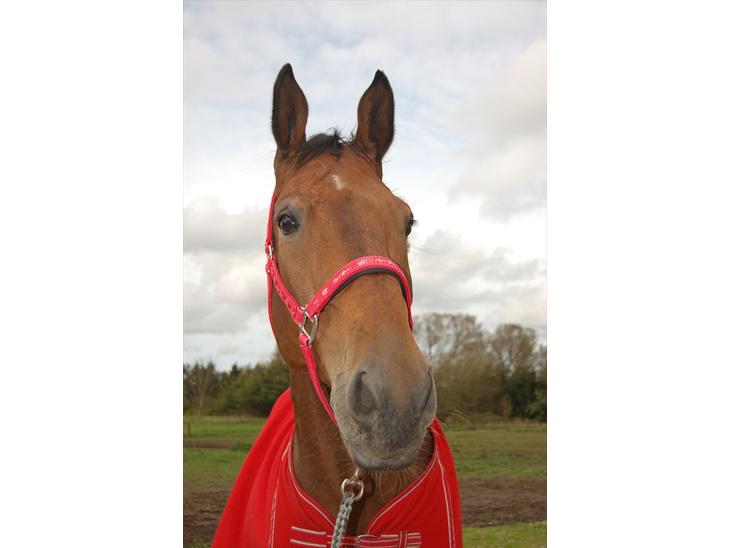 {{currentPhoto.altText}} billede {{currentPhoto.number}}