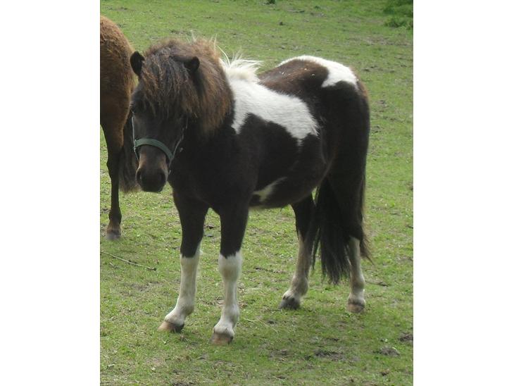 {{currentPhoto.altText}} billede {{currentPhoto.number}}