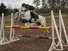 New Forest Jolly Vesta - solgt :'/ [Tidl. hest]