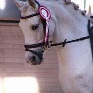 Welsh Pony (sec B) Lyngevejens Eksalon