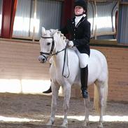 Welsh Pony (sec B) Lyngevejens Eksalon