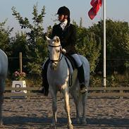 Welsh Pony (sec B) Lyngevejens Eksalon