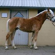 Haflinger Arion