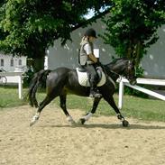 Welsh Pony (sec B) Nedergaards Milano *Død*