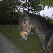 Anden særlig race Ferrari *Solgt*