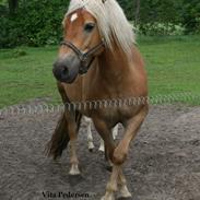 Haflinger Stjerne