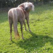 Haflinger Stjerne