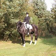 Dansk Varmblod Golden Star