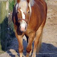 Haflinger Rikke HA104