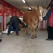 Haflinger Rikke HA104