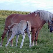 Haflinger Rikke HA104