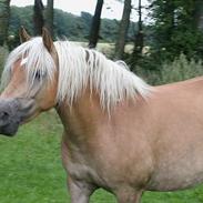 Haflinger Stjerne