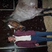 Welsh Cob (sec D) Femke