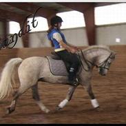 Anden særlig race Bandit *SOLGT*