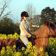 Anden særlig race Cheik Sherry solgt :'(