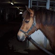 Anden særlig race Felix *SOLGT*