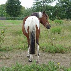 Anden særlig race | Cool Spot *Solgt*