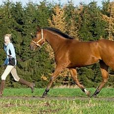 Arabisk fuldblod (OX) SR Iksina OX(foræret væk)
