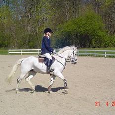 Anden særlig race IL TEMPO GIGANTE solgt