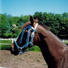 Standardbred uriel(passer) R.I.P †